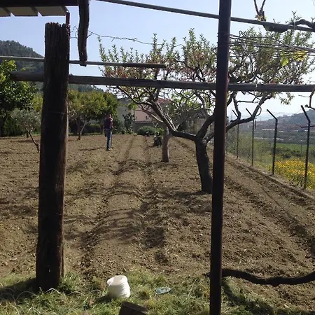Il Gelsomino Prunella