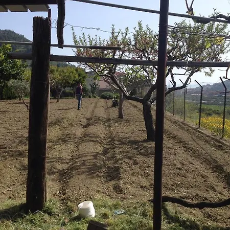 Il Gelsomino Prunella